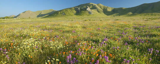 temporary placeholder image